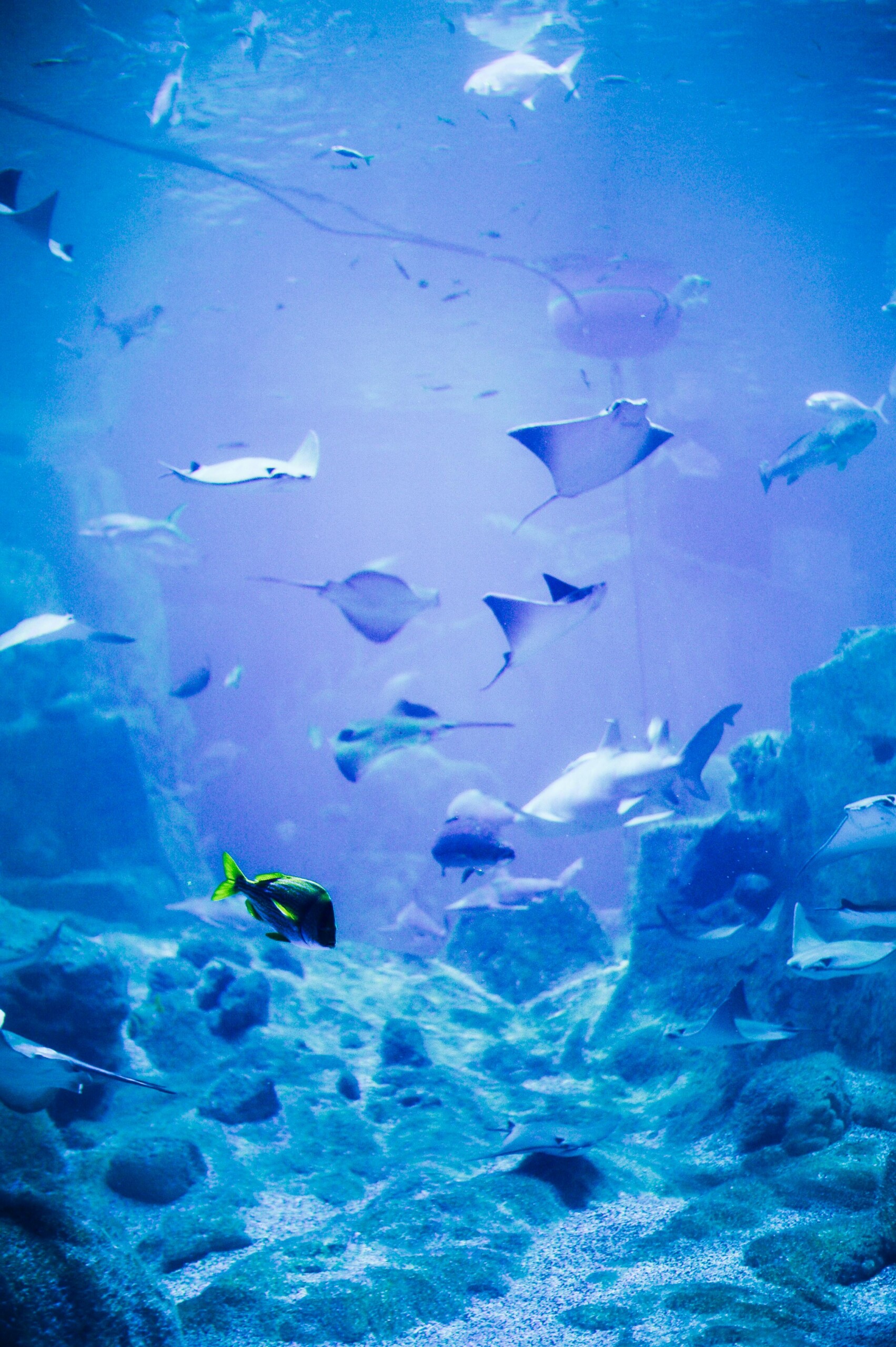 Meeres-Aquarium Cala Gonone: Eine Reise in die Tiefen des Mittelmeers